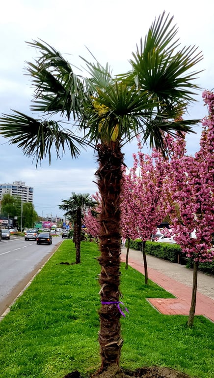 Пальмова алея поруч із сакурами в Ужгороді