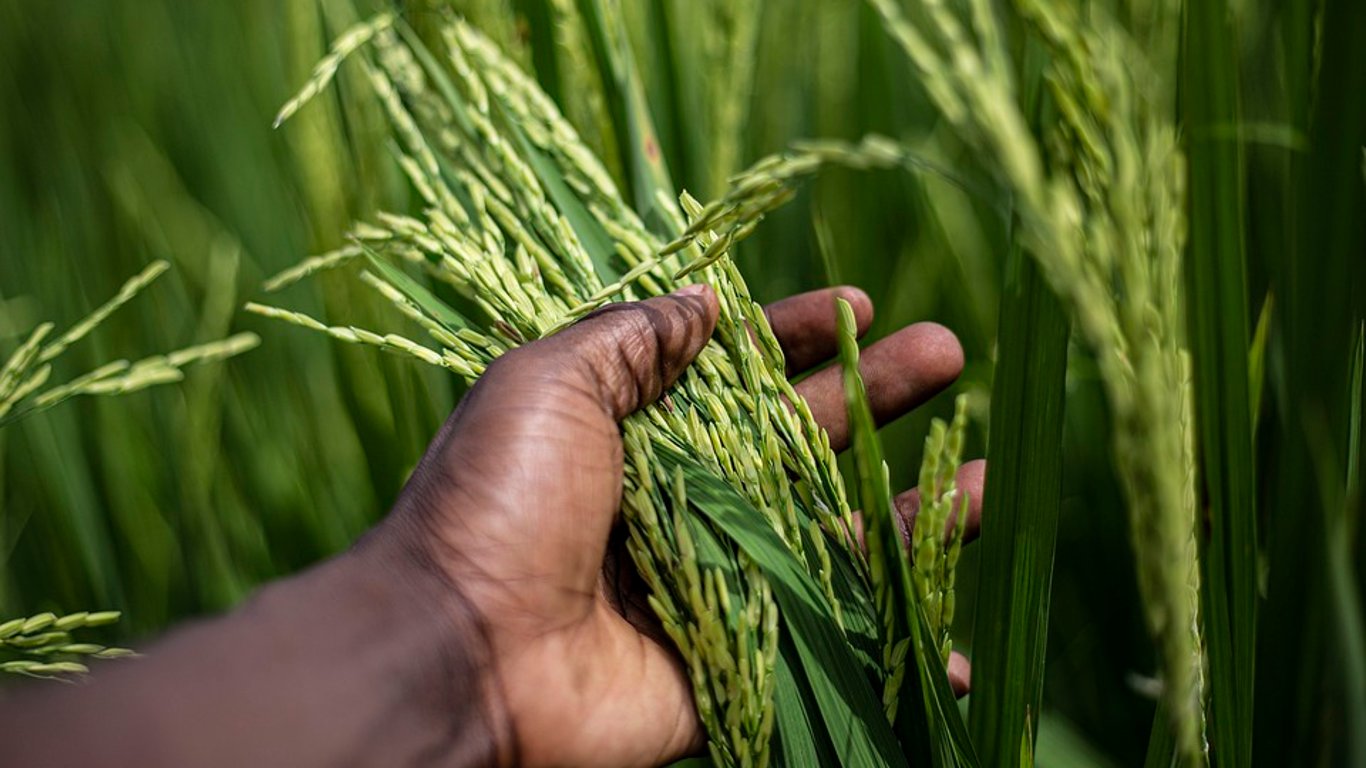 На Одещині прогнозують збільшення врожаю рису