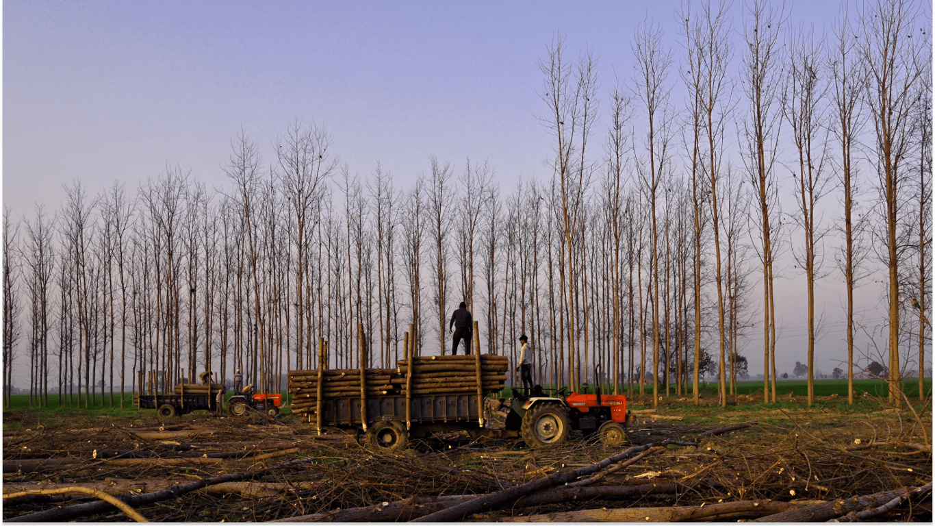 На Харківщині судитимуть майстра лісгоспу за нанесення збитків через вирубку дерев