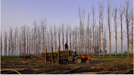 На Харківщині судитимуть майстра лісгоспу за нанесення збитків через вирубку дерев - 285x160