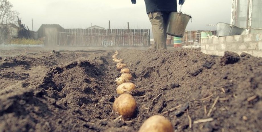 Человек, садящий картофель на огороде
