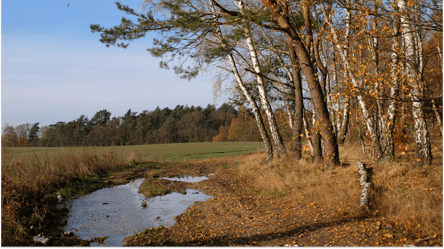 Можно ли собирать дрова в лесополосах возле полей в 2025 году - 285x160