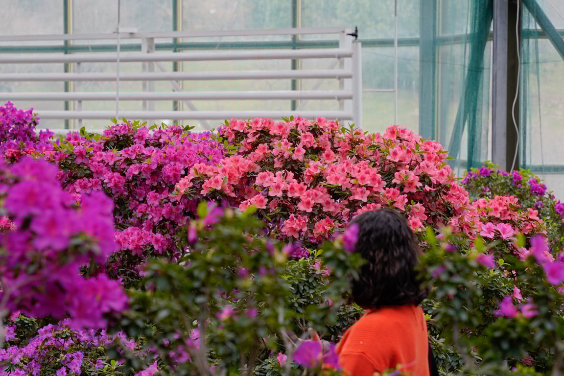 В ботсаду Києва зацвіли азалії — фоторепортаж - фото 2