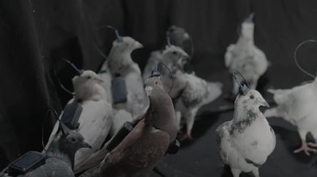 Россия создала голубей с нейрочипами для слежки за людьми - 290x166