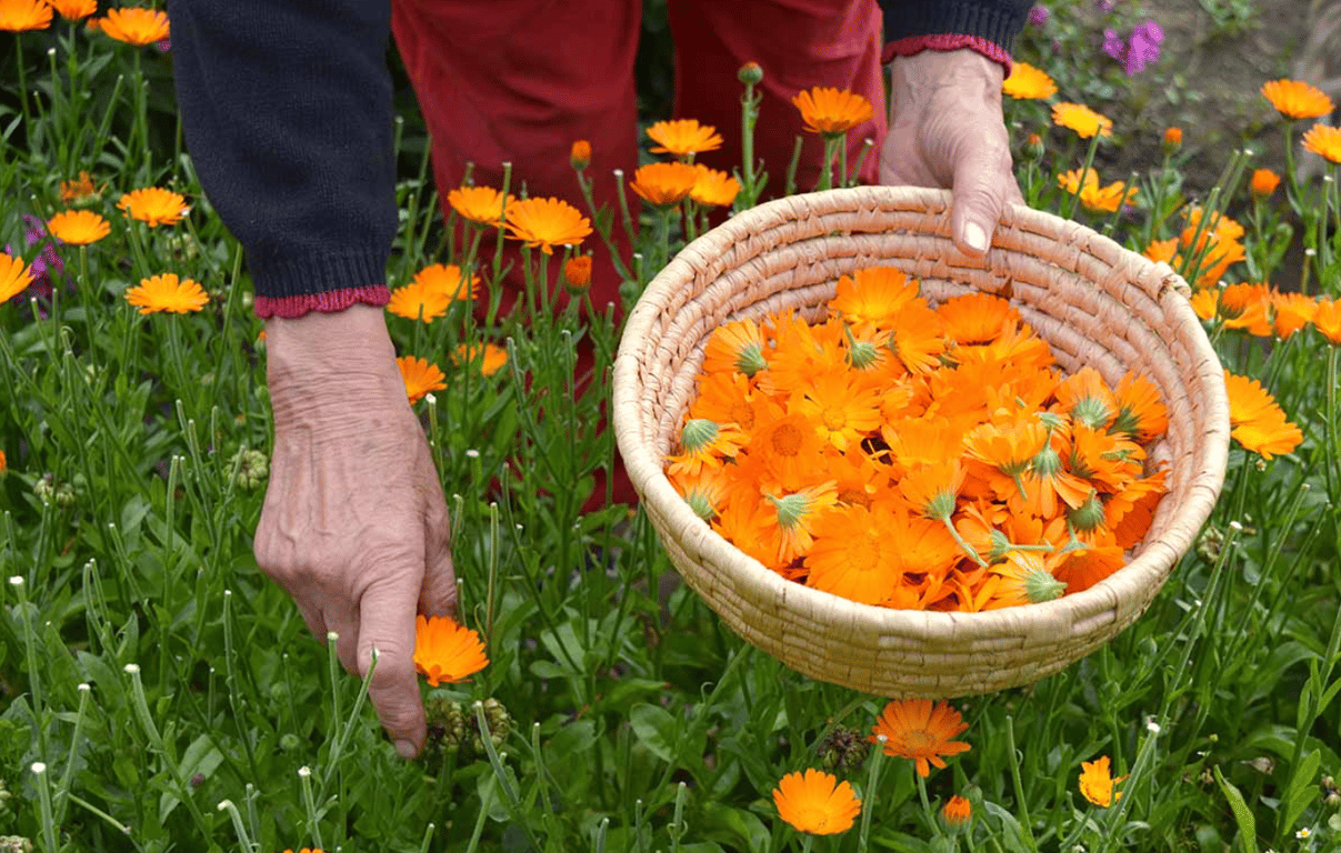 Сбор календулы