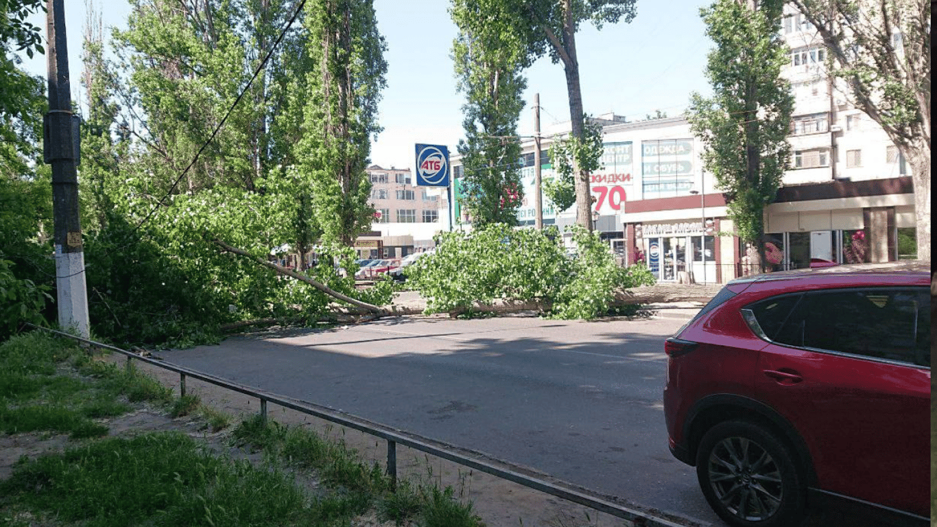 В Хаджибейском районе Одессы упал тополь — движение автомобилей затруднено