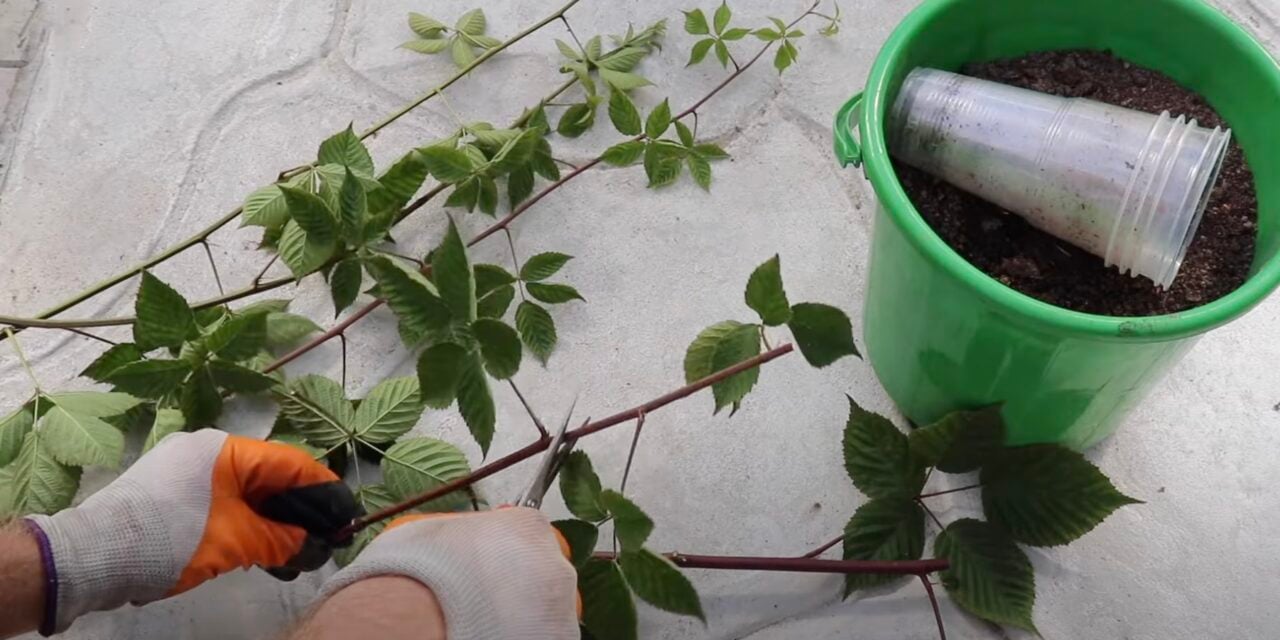 Прямой срез на черенках