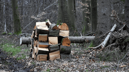 Топливо на зиму — при каких условиях у вас могут изъять дрова - 285x160