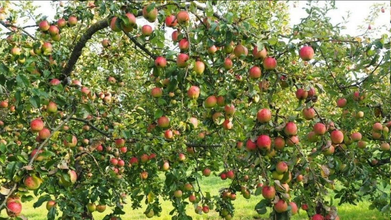 Ці дерева найкраще садити саме в серпні — секрети садівників - фото 1