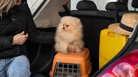 Как подготовить животное для выезда за границу — документы - 285x160