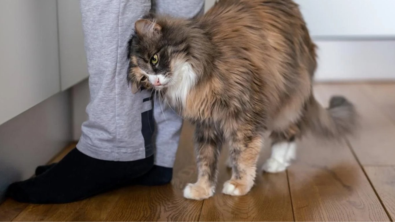 Народный праздник 26 июля – почему кошка третьется о ногу и почему нельзя есть яблоки