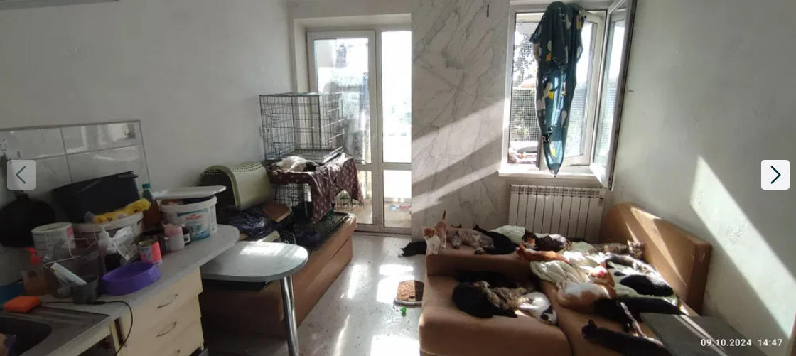 Квартира з котами