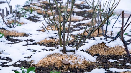 Шкідники у зимовій мульчі — як зрозуміти, хто ворог - 285x160