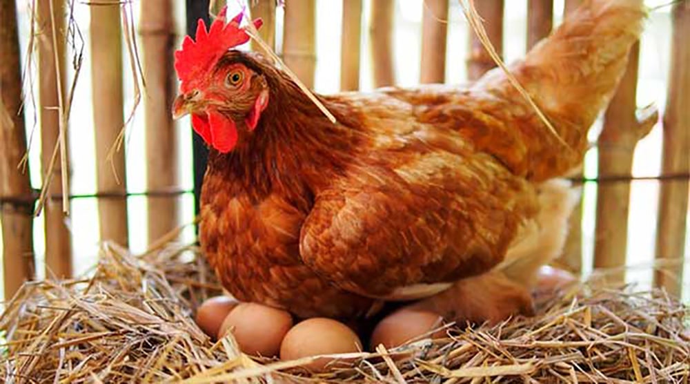 Квочка висиджує яйця в гнізді.