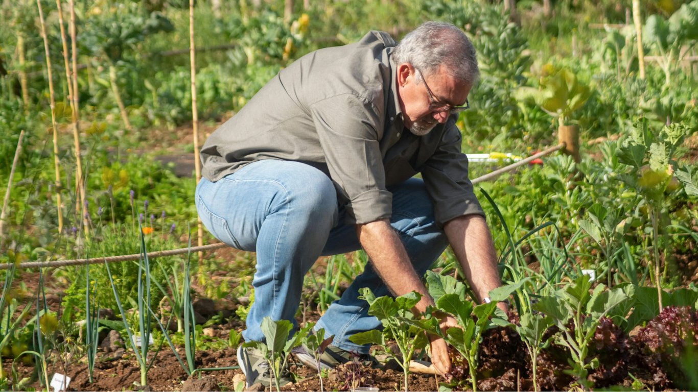 Как правильно высаживать рассаду капусты в открытый грунт