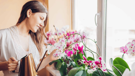 Орхідея оживе за кілька днів — допоможе підручний матеріал - 285x160