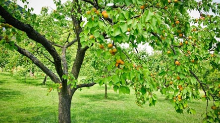 Как выбрать саженец абрикоса, чтобы урожай был каждый год - 285x160