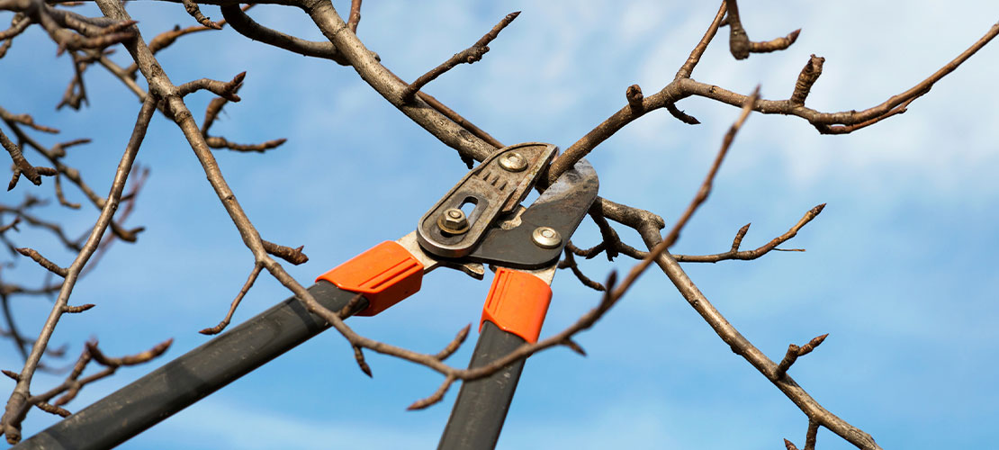 Обрезка дерева