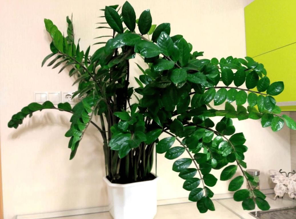 Замиокулькас