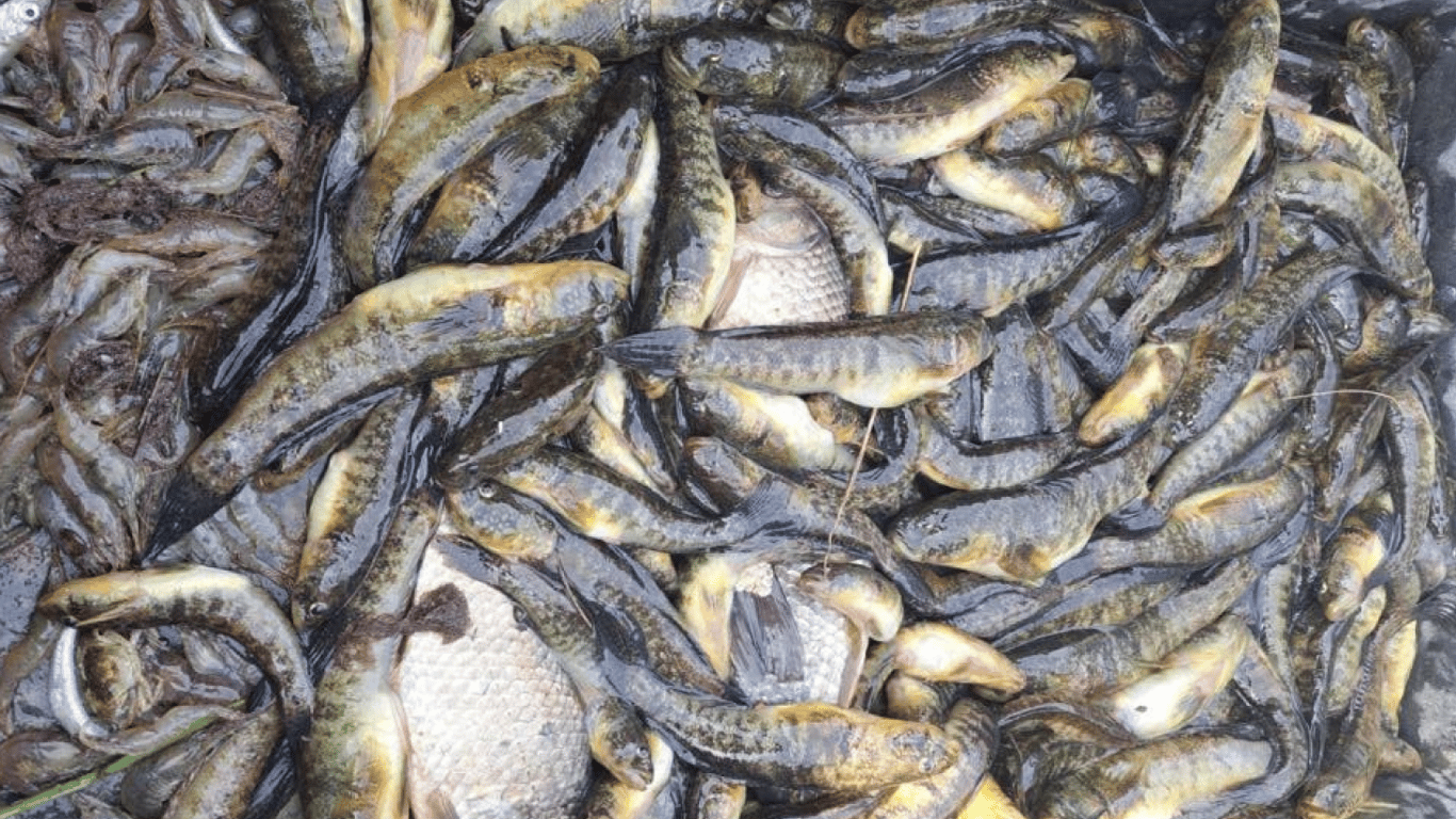 Виловив риби майже на 270 тисяч — на Одещині засудили браконьєра