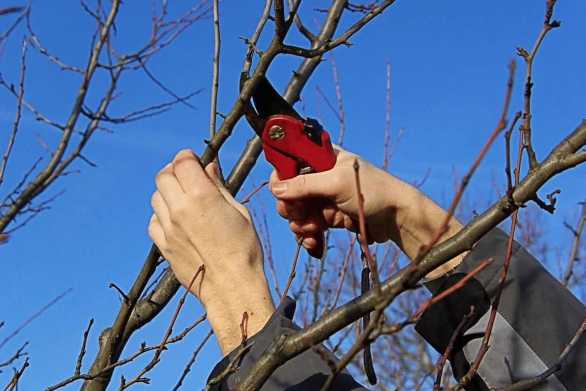 Обрезка дерева