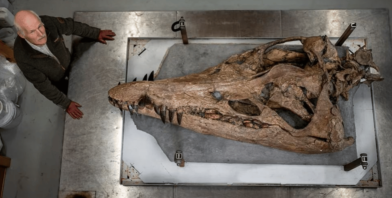 Мисливці за скам'янілостями знайшли величезну голову морського чудовиська