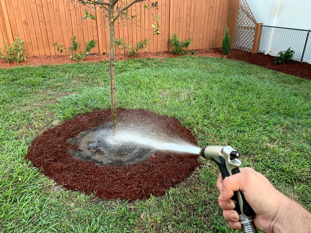 Полив приствольного круга дерева