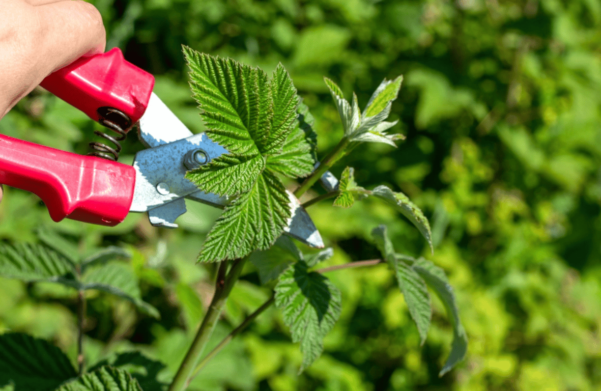 Процедура обрезки малинового куста
