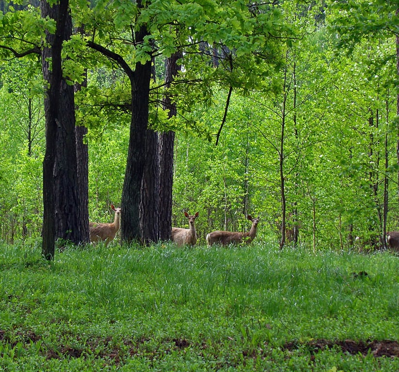 Маловідома перлина українського Полісся - фото 1