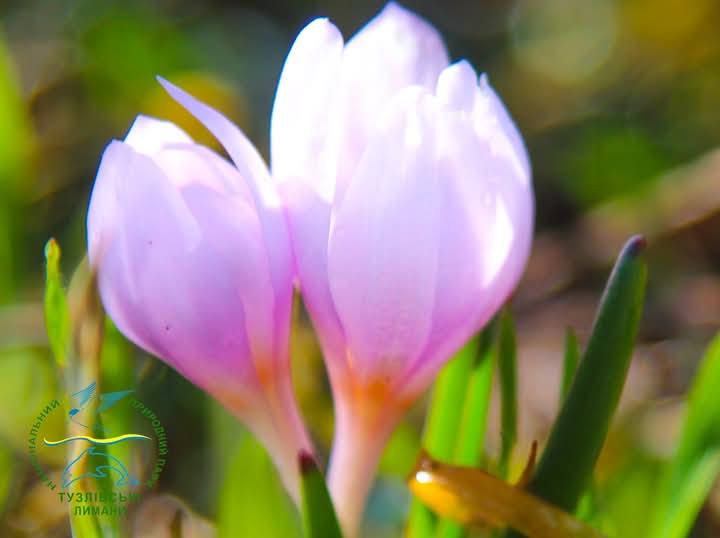 Первоцвіти в Одеській області.