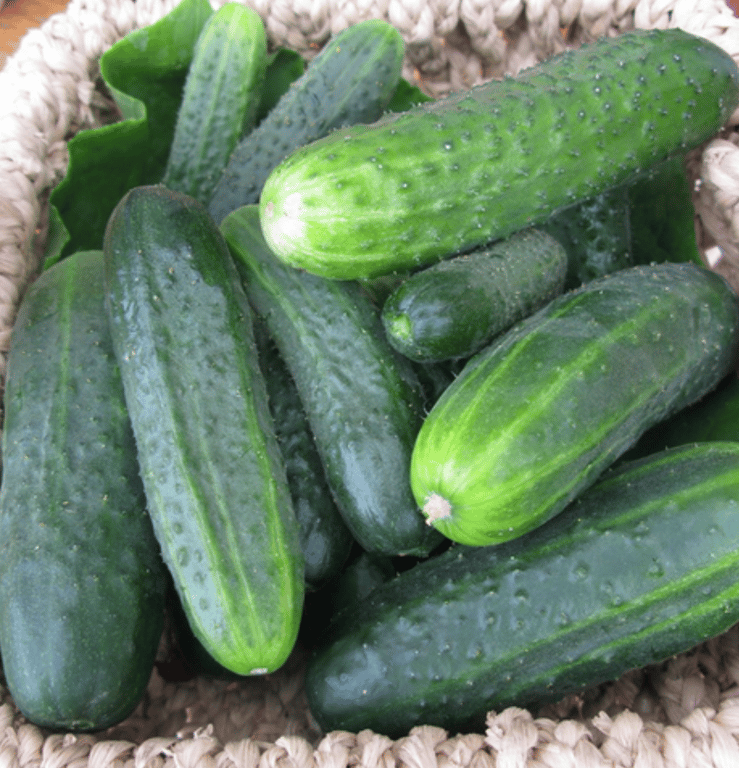 Сорт "Гектор"