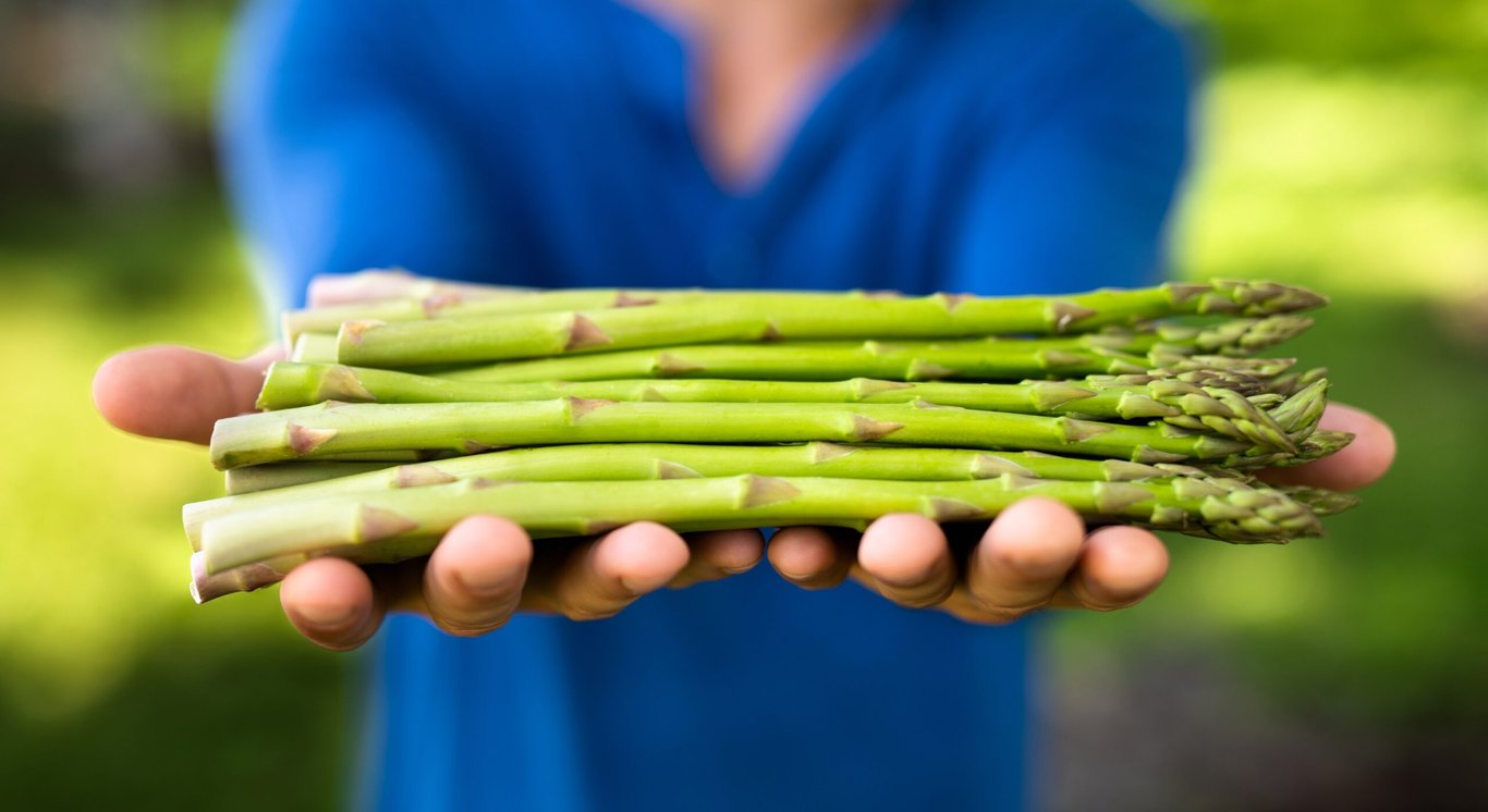 Урожай спаржи в руках