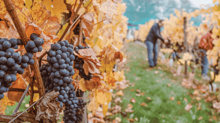 Эти ошибки испортят вкус винограда — как спасти урожай в октябре - 285x160