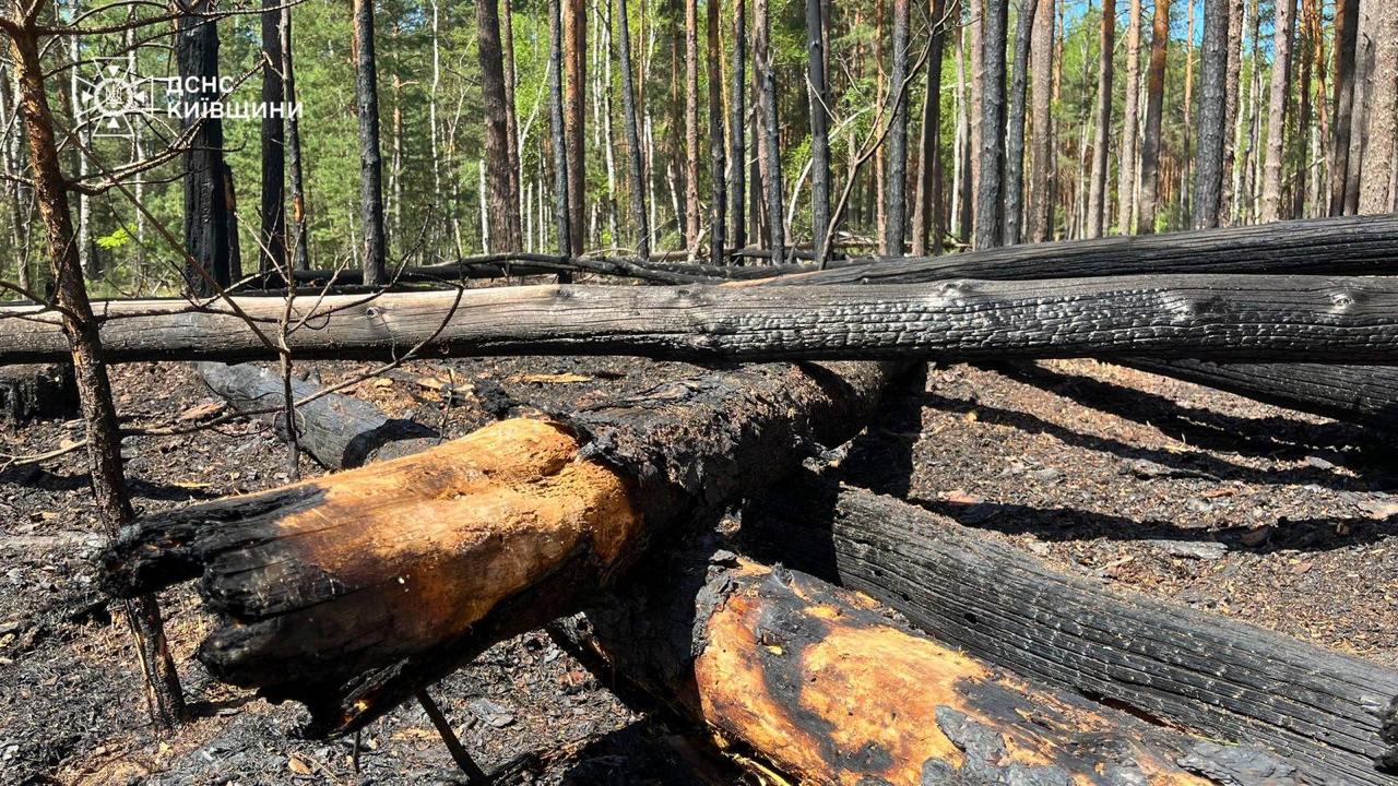 Наслідки пожежі у Зоні відчуження