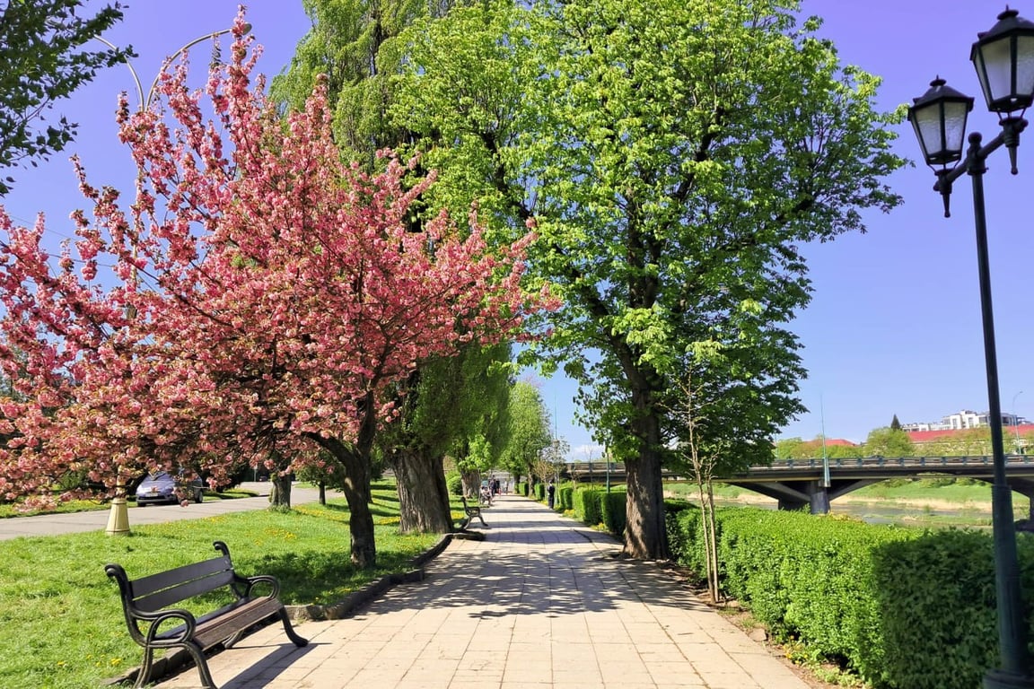 В Ужгороді щосили квітнуть сакури — яскраві фото - фото 1