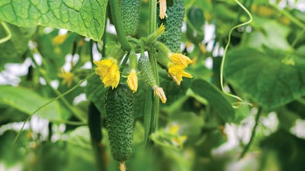 Домашние огурцы без теплицы — как получить урожай зимой - 285x160