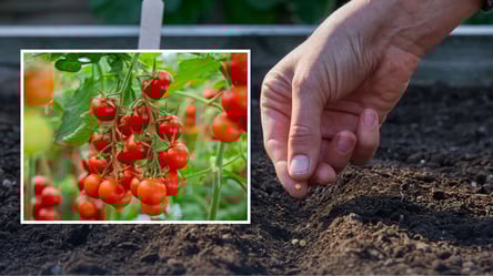 Три лучших сорта черри, неприхотливые в уходе и щедро плодоносят - 285x160