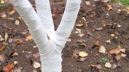 Садовий бинт замість побілки взимку — коли обмотувати дерева - 285x160