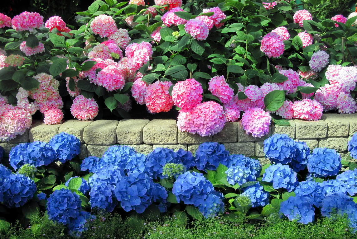 Гортензии