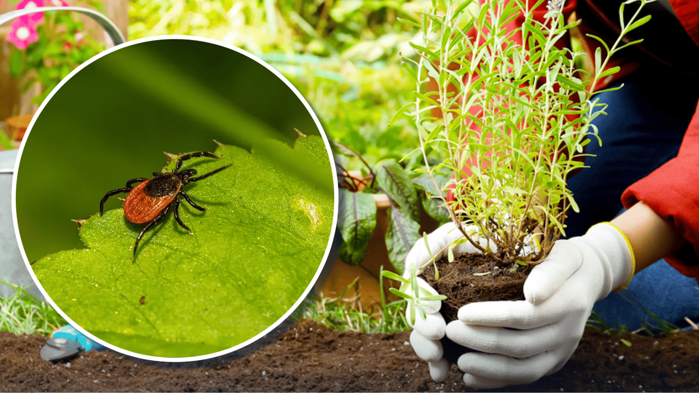 Яку рослину посадити на ділянці, щоб відлякати кліщів: поради дачникам
