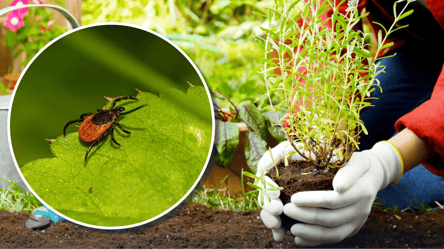 Клещи терпеть не могут это растение: что стоит посадить возле дома - 304x171