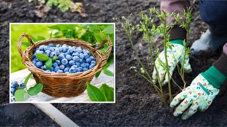 Удобрите этим голубику весной, и урожай будет фантастическим - 285x160