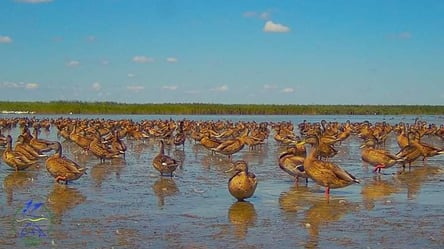 Тисячні зграї: на лимани Одещини прилетіли дикі качки - 285x160