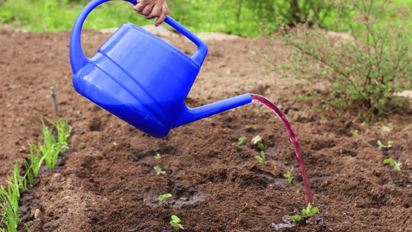 Как использовать марганцовку в саду и на огороде — лайфхаки для садоводов
