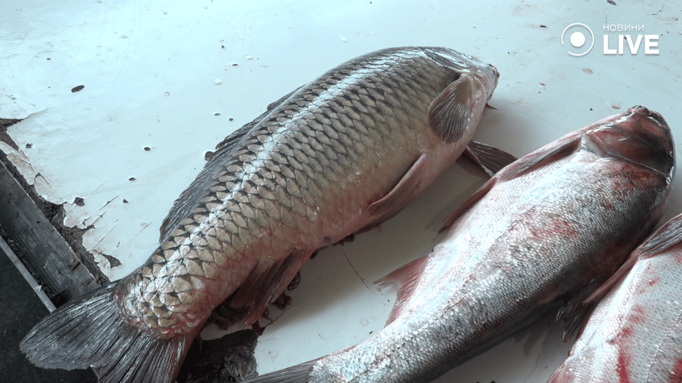 Риба на прилавку 