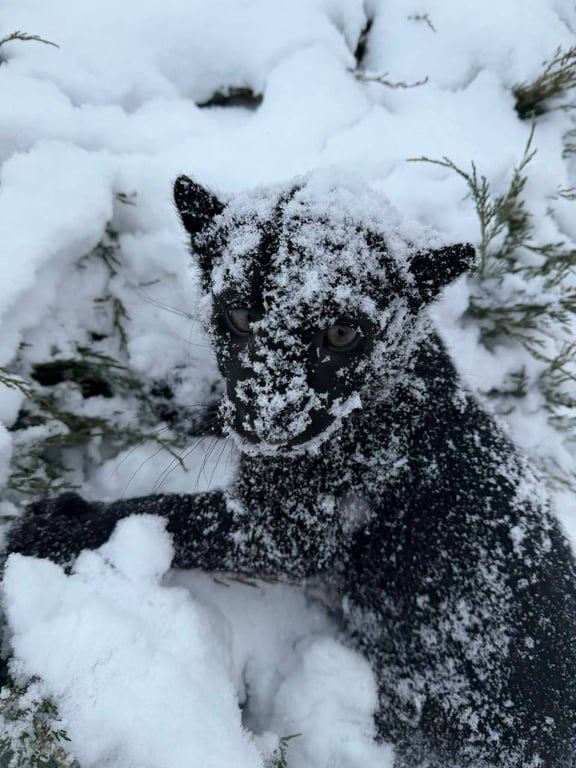 Дитинча леопарда на Київщині