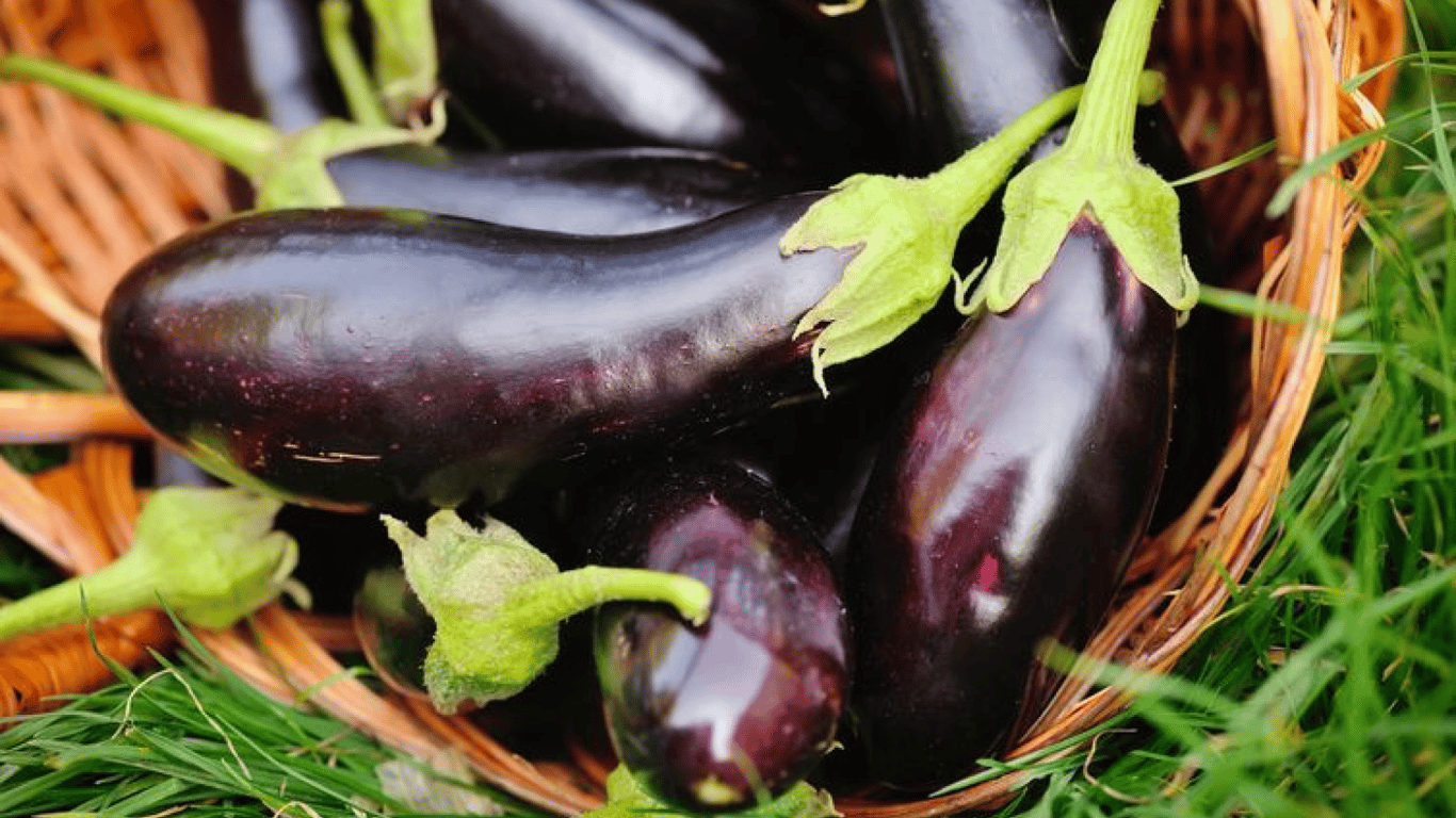 Зібраний врожай баклажанів.