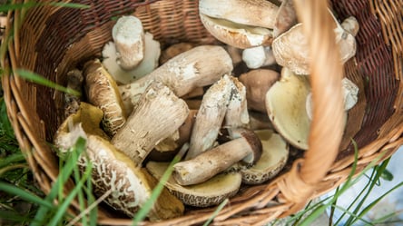 Чим корисна грибна вода для рослин і як її використовувати - 285x160