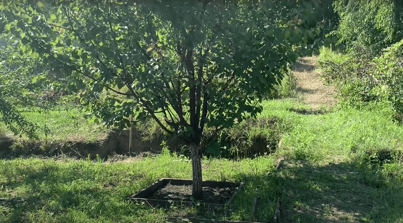 Большое абрикосовое дерево в саду