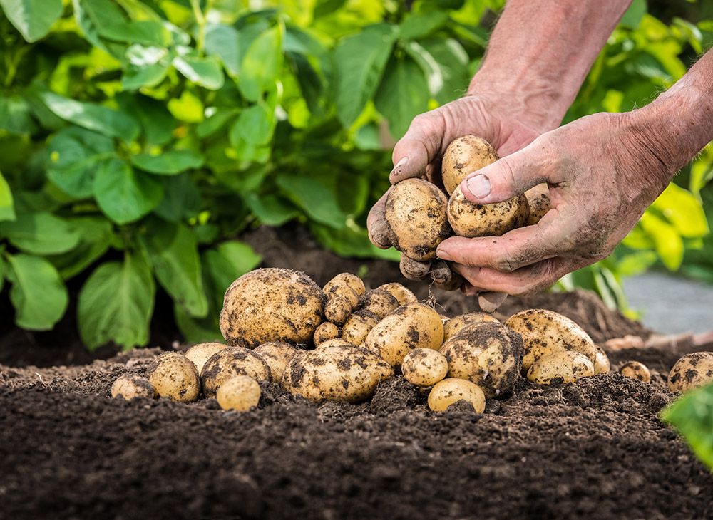 Выращенный урожай картофеля на огороде